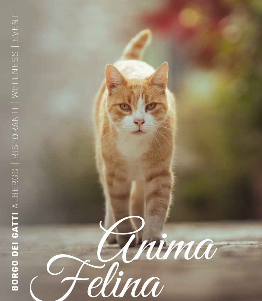 Shop Online | Borgo dei Gatti - Shop